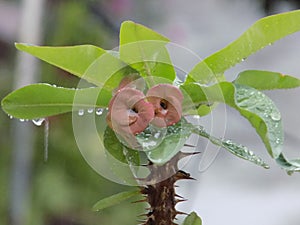 Euphorbia milii, theÃÂ crown of thorns. photo